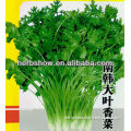 High Yield Coriander Seeds In Agriculture For Growing